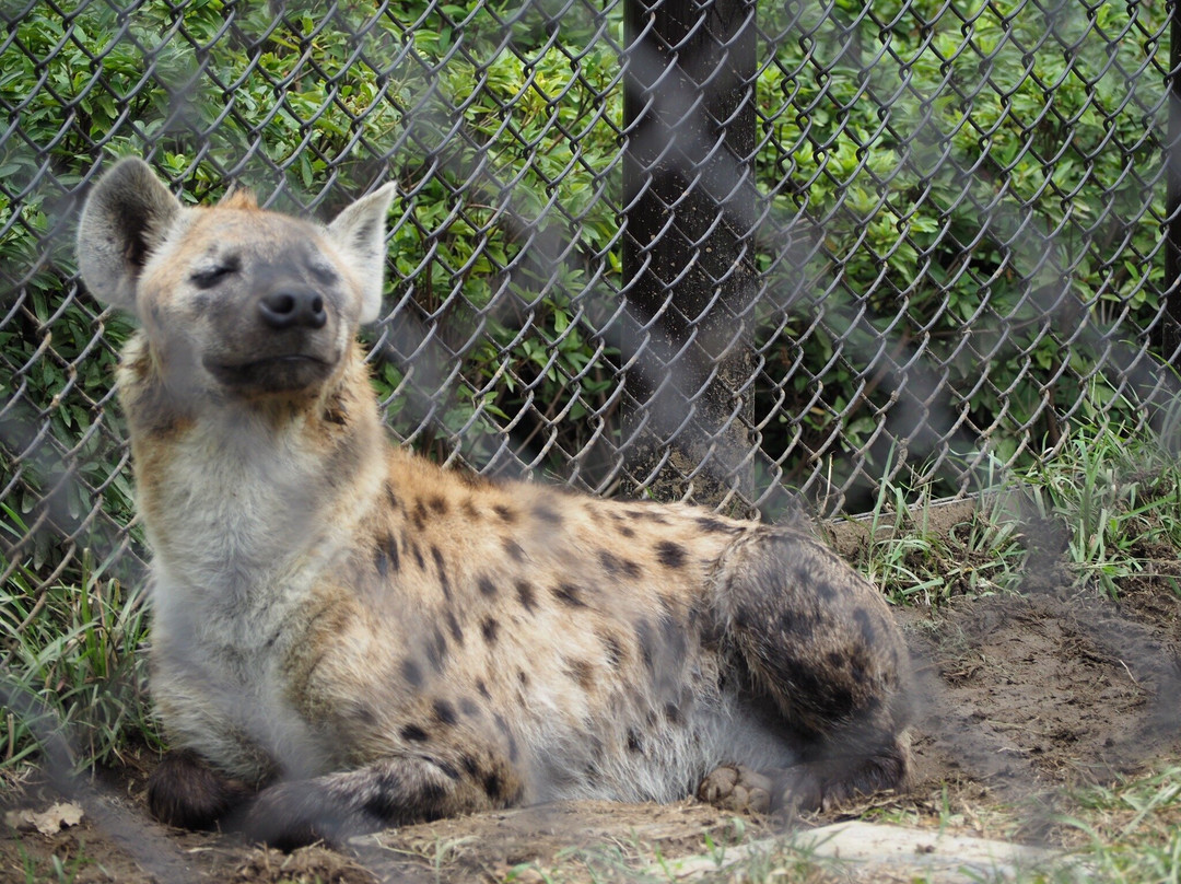 Chiba Zoological Park-千叶市必去景点