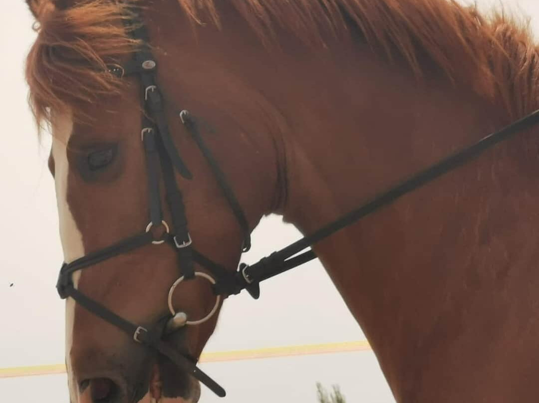 Horseback Riding Zadar- Konjicki klub Zadar景点图片