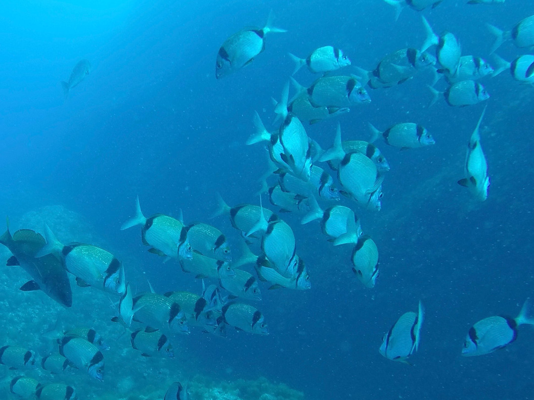 Style Diving-拉帕洛必去景点