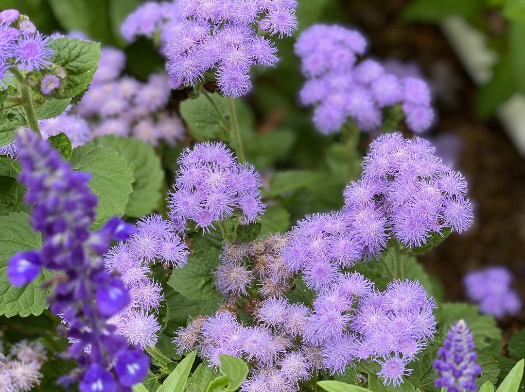 Wethersfield Garden-Amenia必去景点