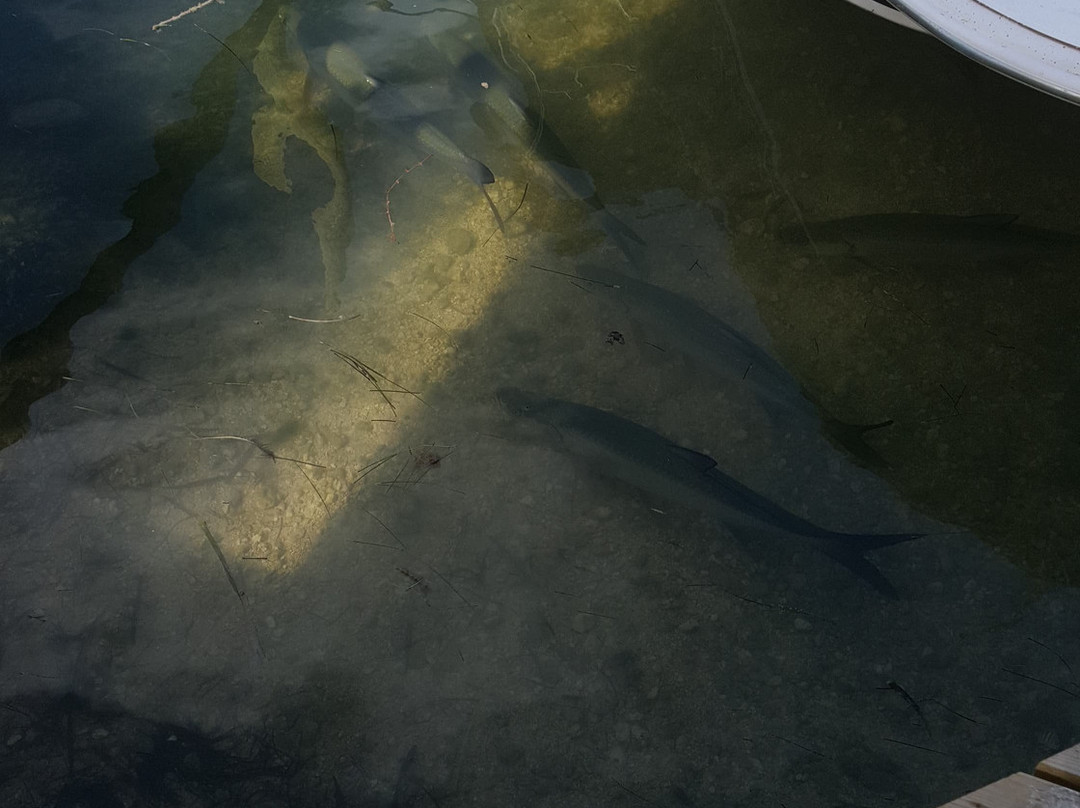 Robbie's of Islamorada-伊斯拉摩拉达必去景点