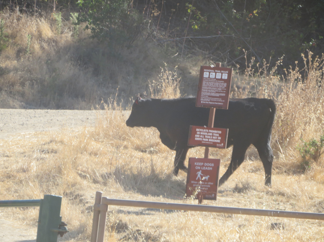 Pleasanton Ridge Regional Park-Sunol必去景点