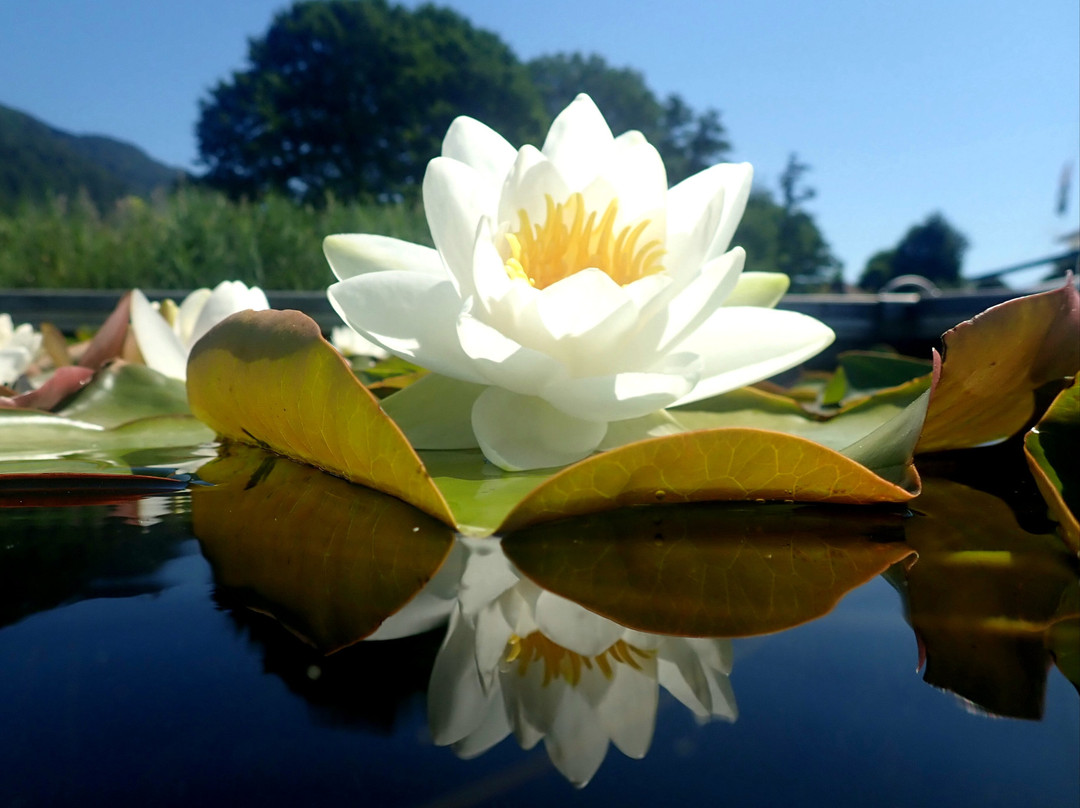 Aparthotel Legendär主图