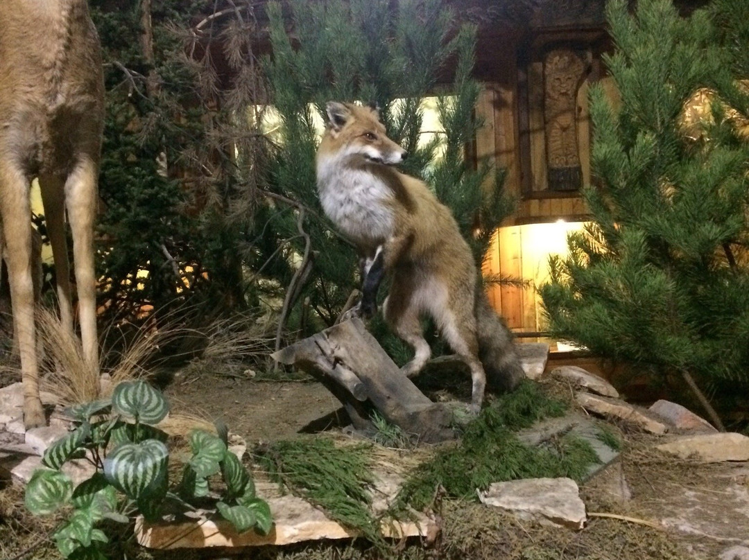 Forest Museum景点图片