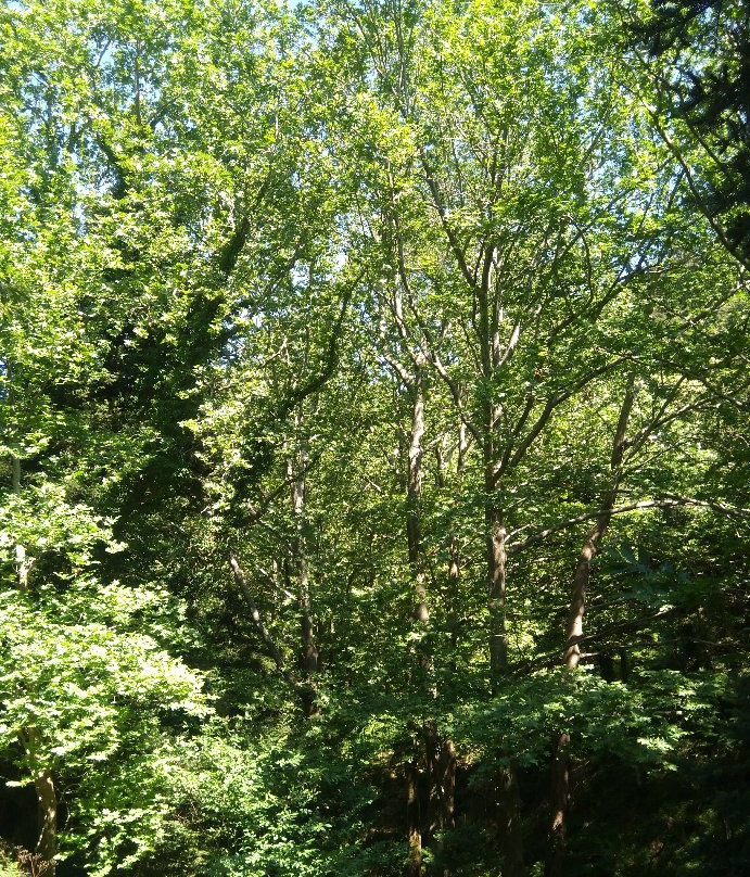 Forest Steni Evia景点图片
