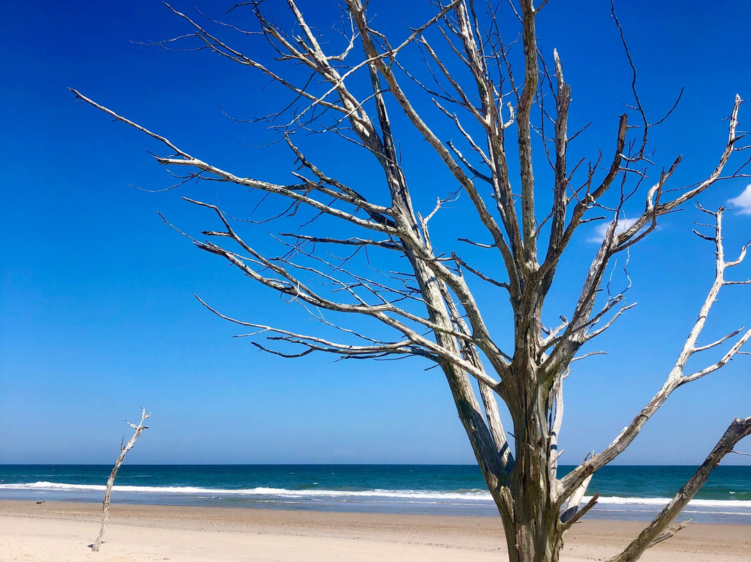 Southern Tide Boat Rentals-Sneads Ferry必去景点