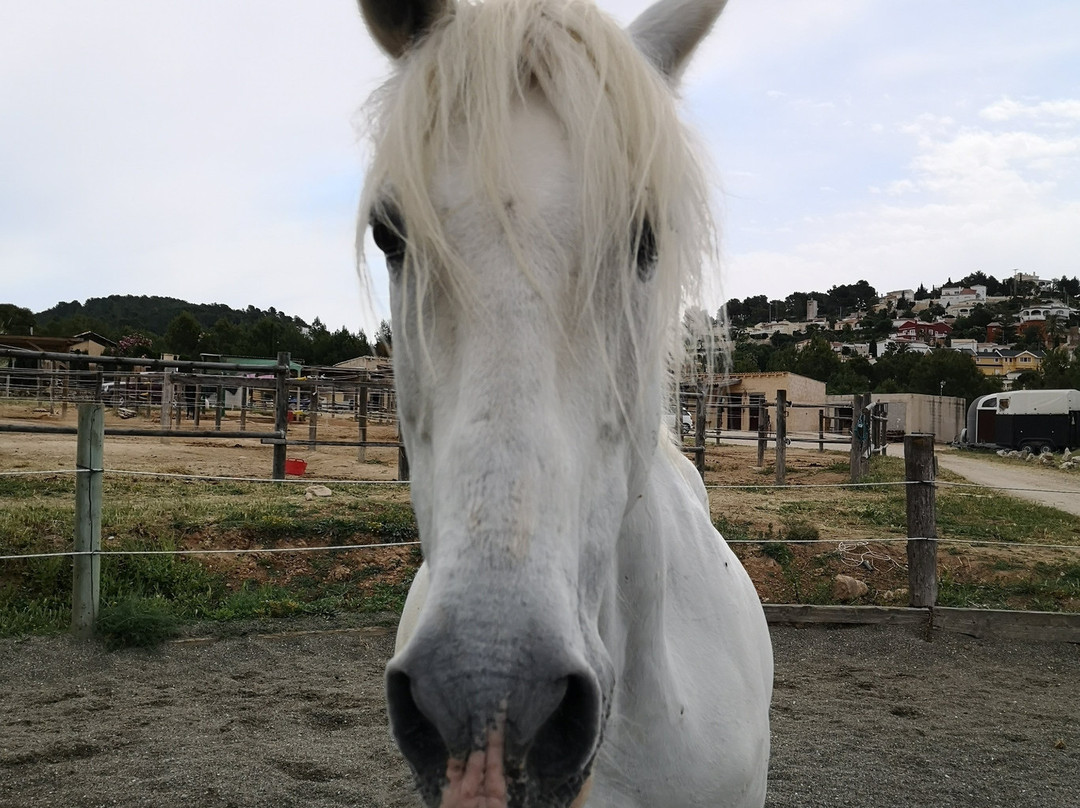 Club Hipic Riding Team Calpe-卡尔佩必去景点