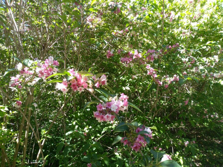 Arboretum Mlynany SAV-Slepcany必去景点