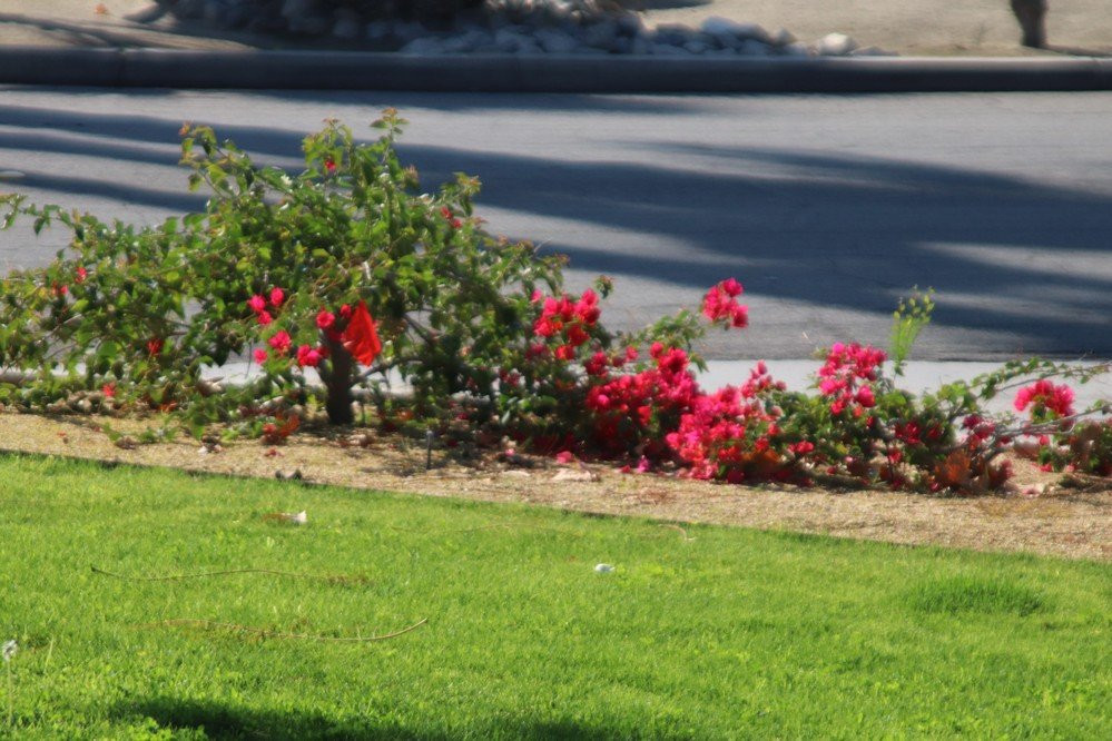 Ruth Hardy Park-棕榈泉市必去景点