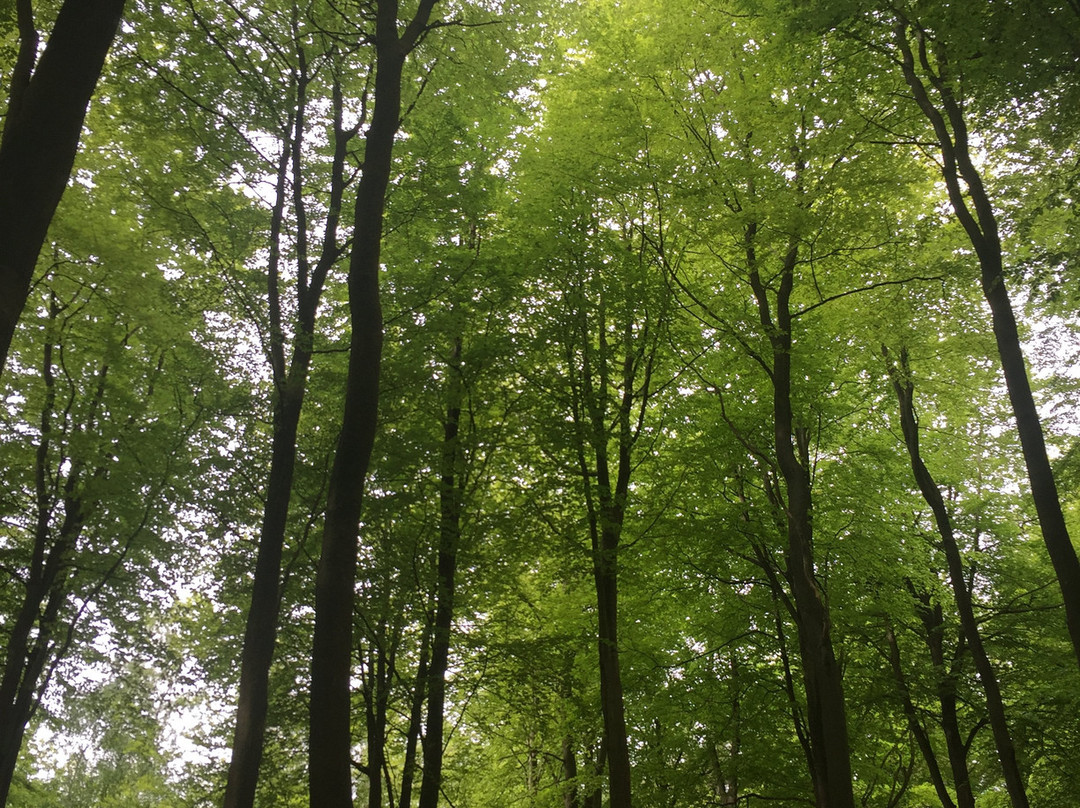 Hemsted Forest景点图片