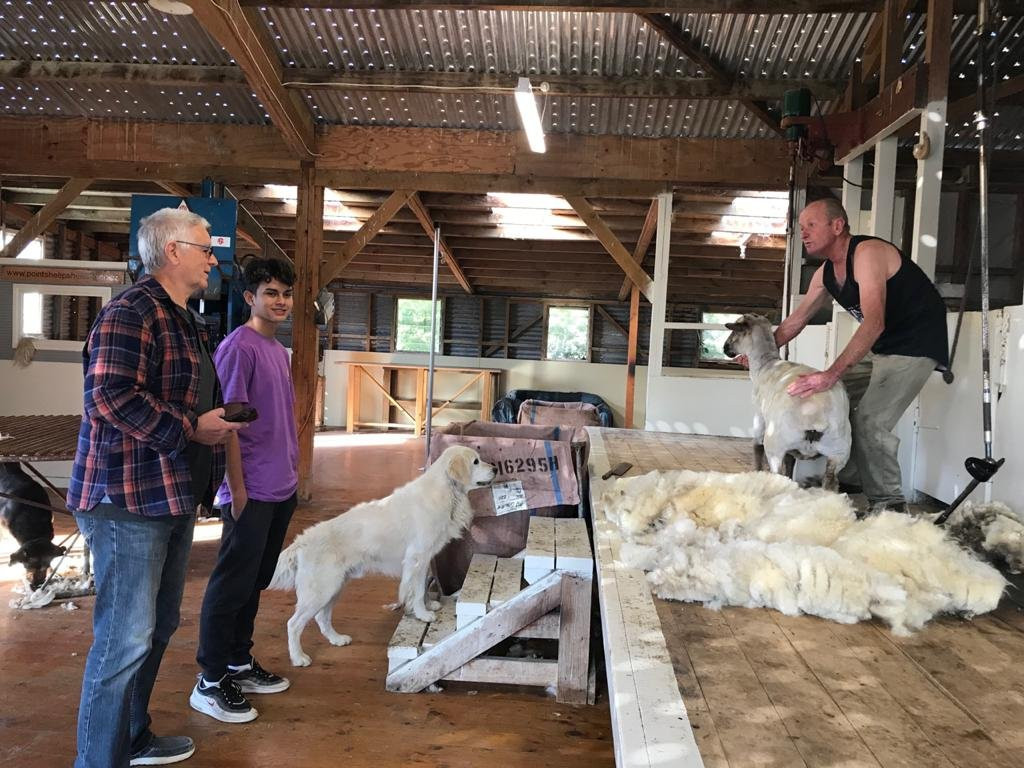 The Point Sheep Shearing Show景点图片