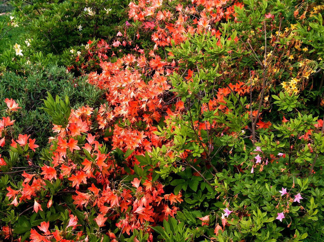 NII Botanical Garden-下诺夫哥罗德必去景点