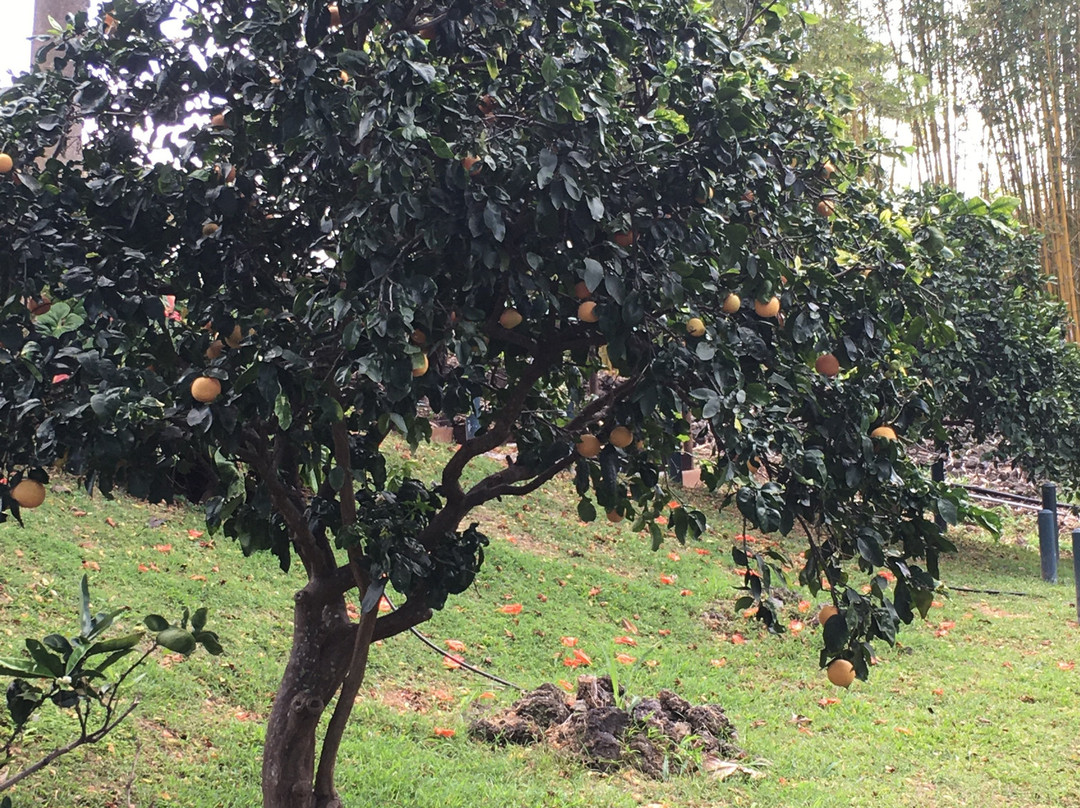 科纳杰咖啡-基亚拉凯库亚必去景点