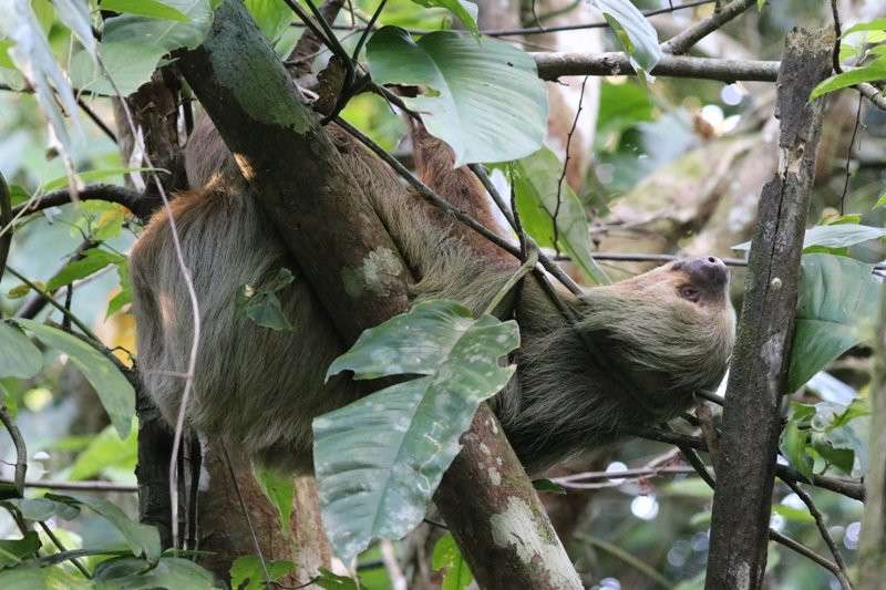 Suizo Loco Lodge Hotel & Resort主图