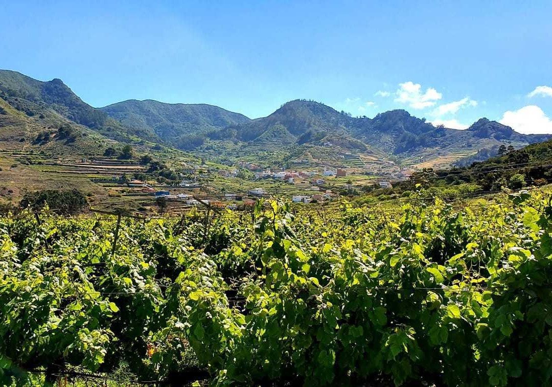 Bodega El Lomo-Tegueste必去景点