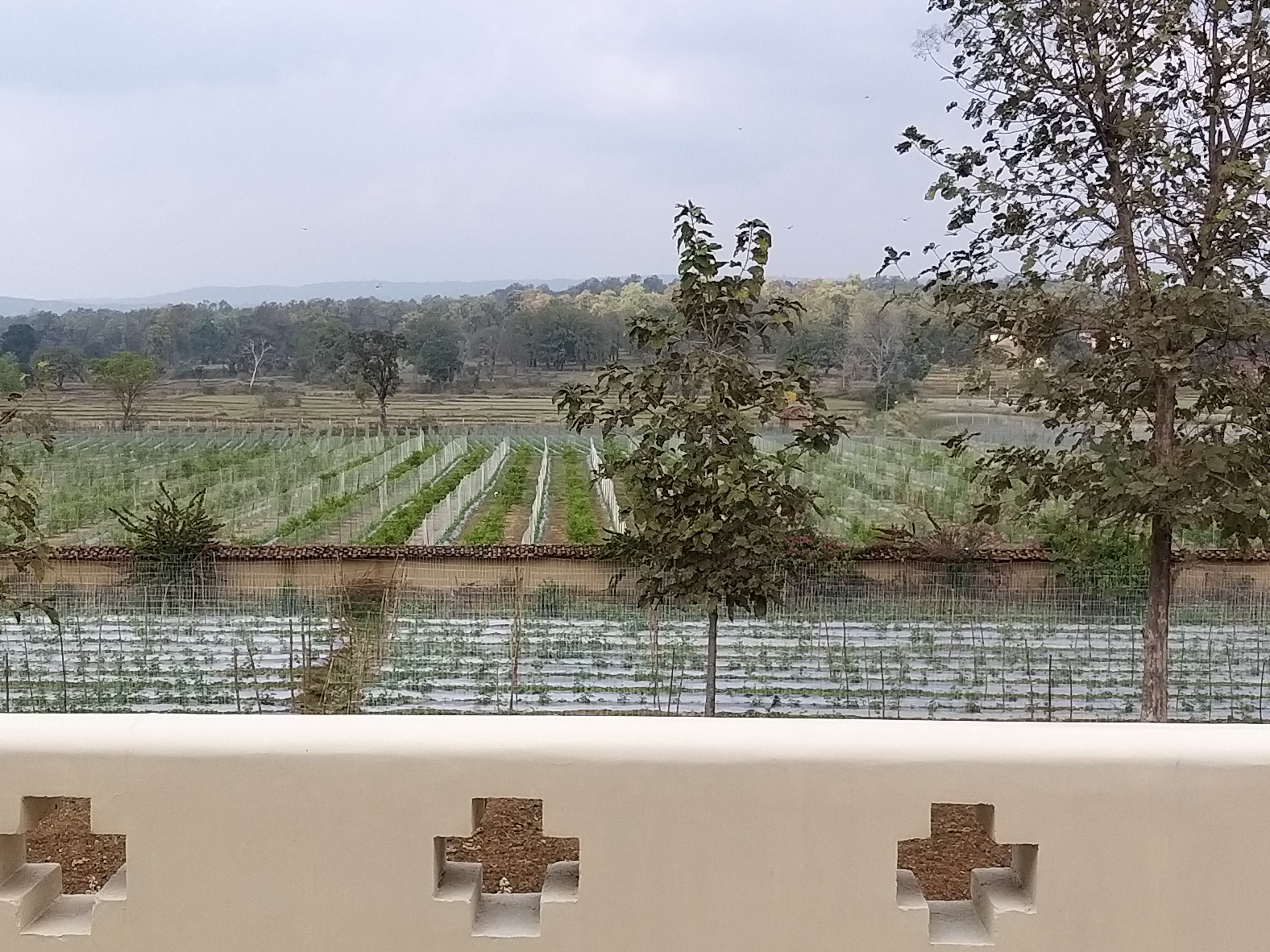 Sarai Kothi-酒店景观