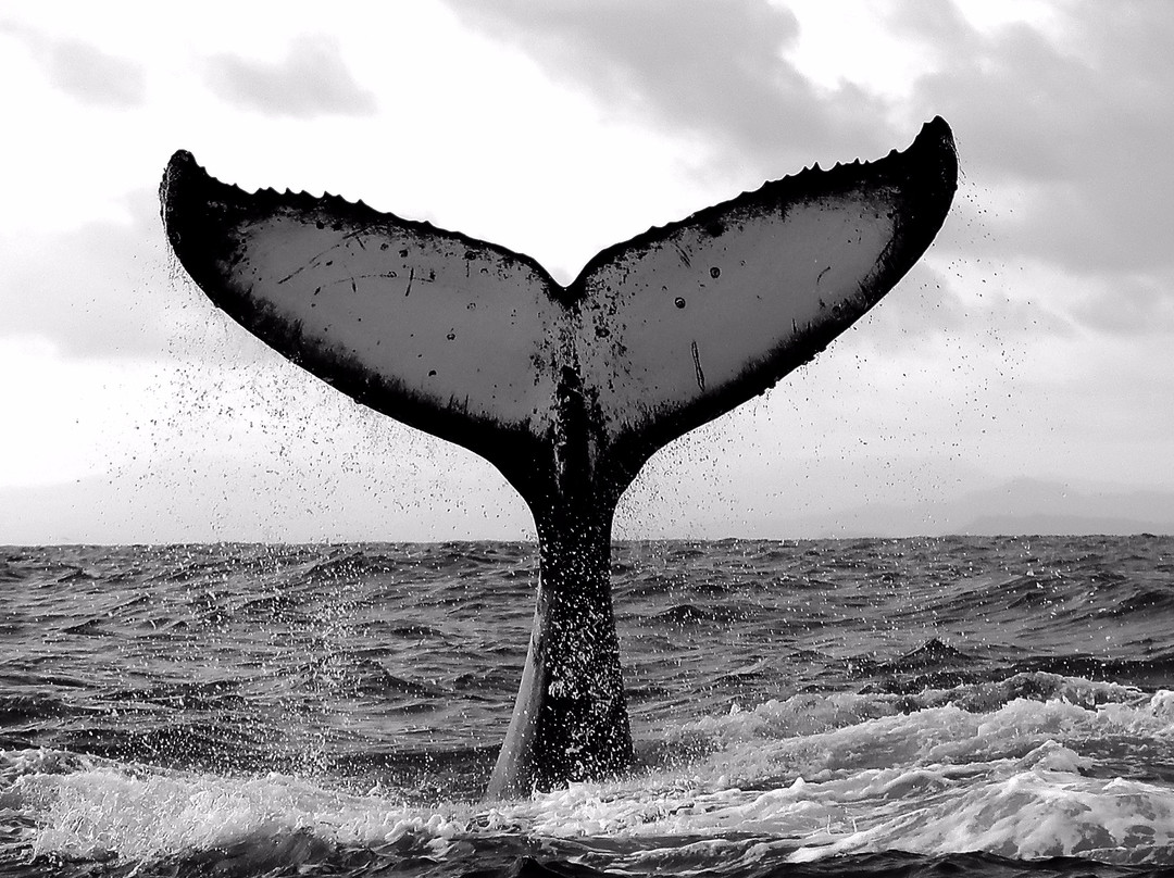 Iguana Divers-圣特雷莎必去景点