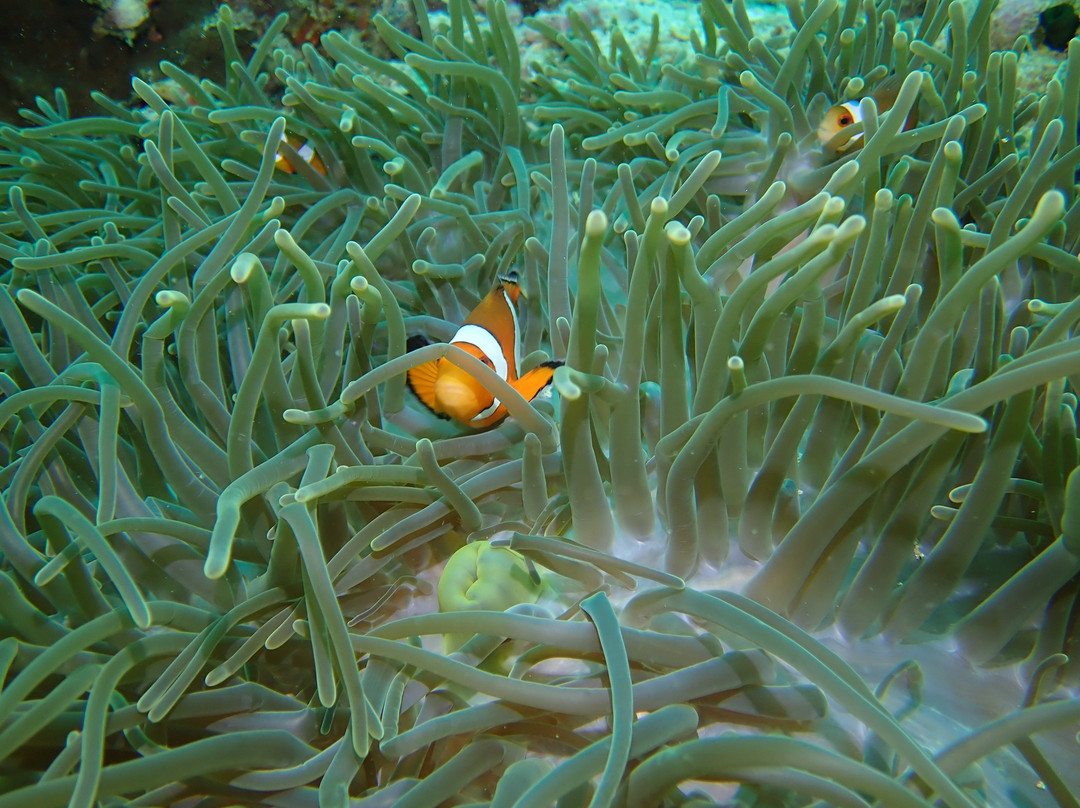 Kiwidiver Dive Centre景点图片