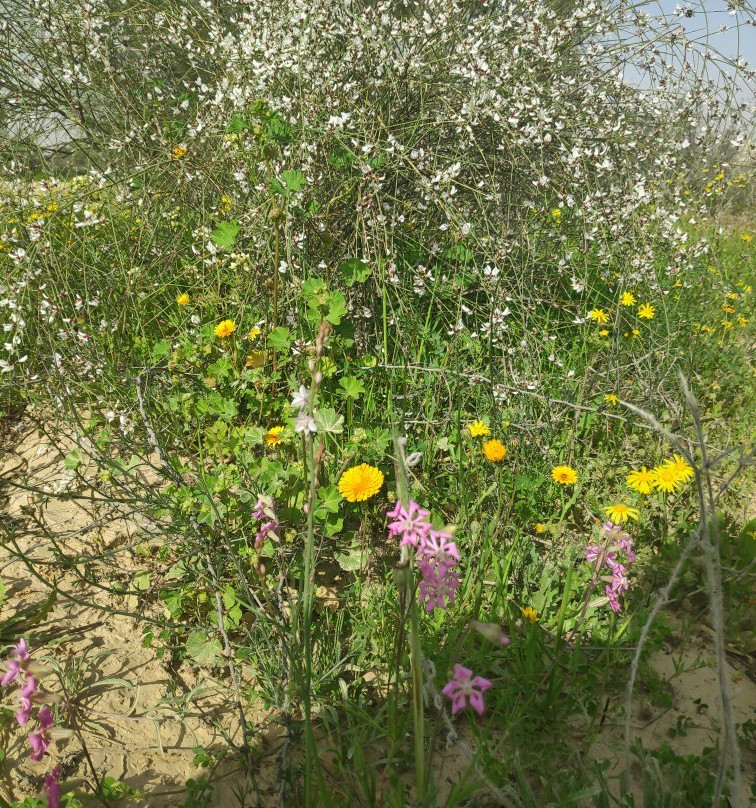 Nitzana National Park景点图片