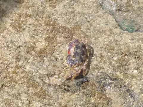 Piscinas Naturais de Porto de Galinhas-嘎林海斯港必去景点