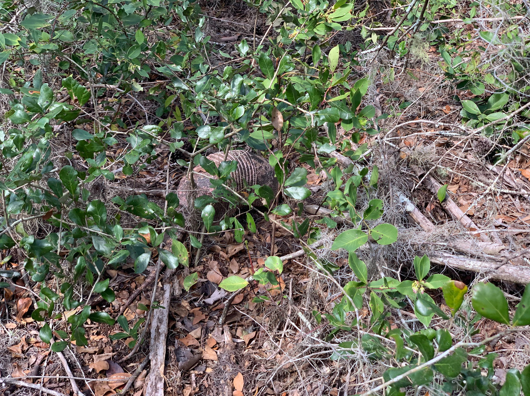 Little Manatee River State Park景点图片