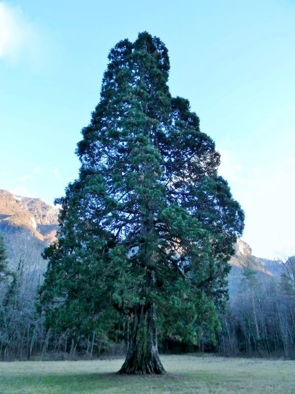 Sequoiadendrum Giganteum景点图片