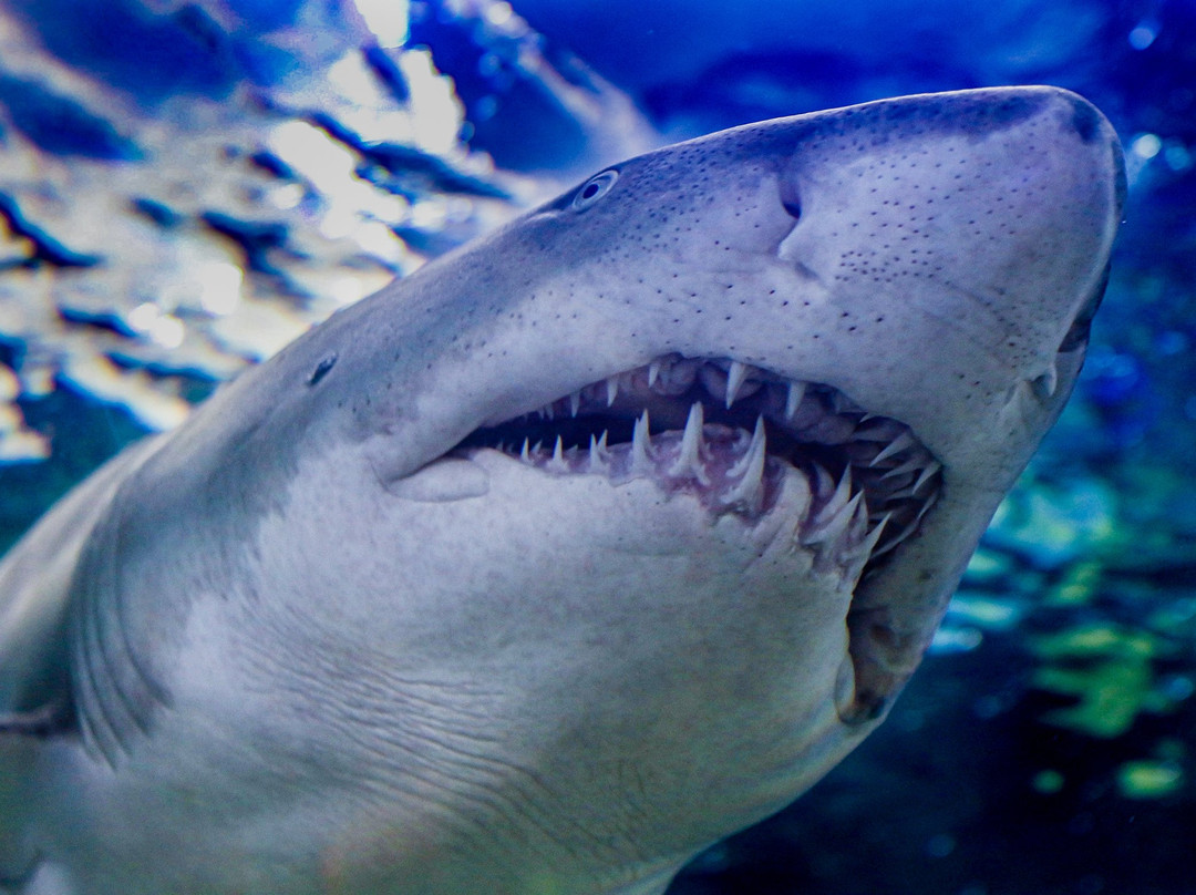 莱利大烟山水族馆-盖林柏格必去景点