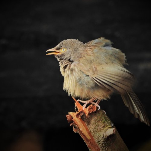 迪恩戴尔小屋-官方