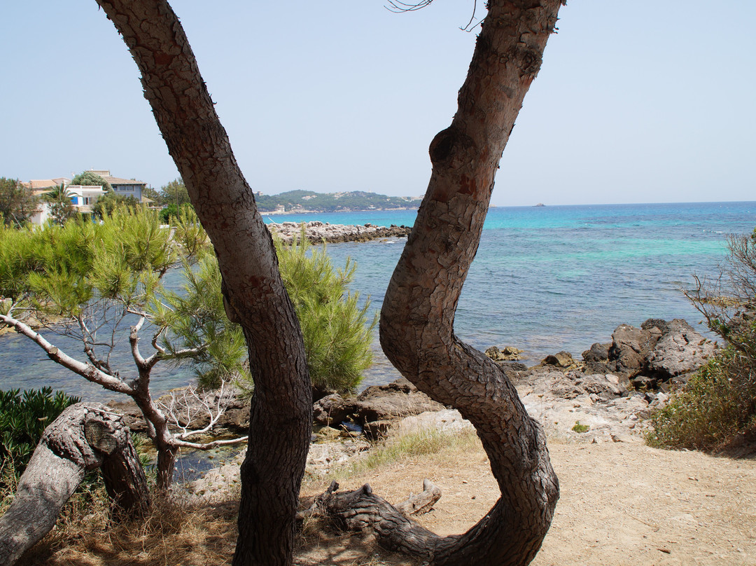 Platja de Son Moll-Cala Ratjada必去景点
