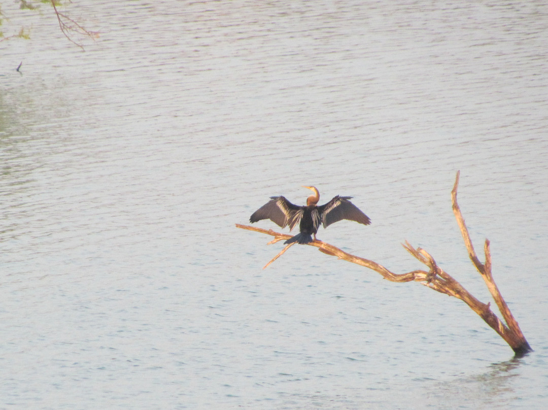 Koonthankulam Bird Sanctuary景点图片