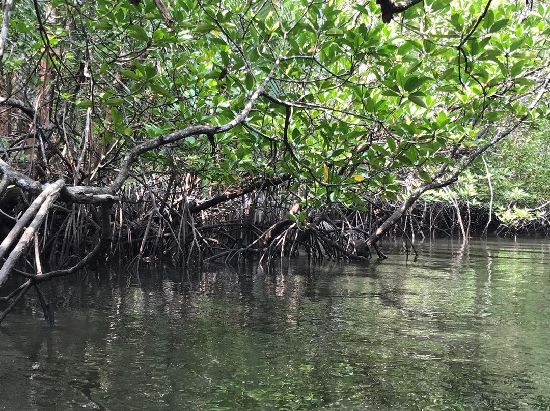 Bintan Mangrove Discovery - Day Tour景点图片