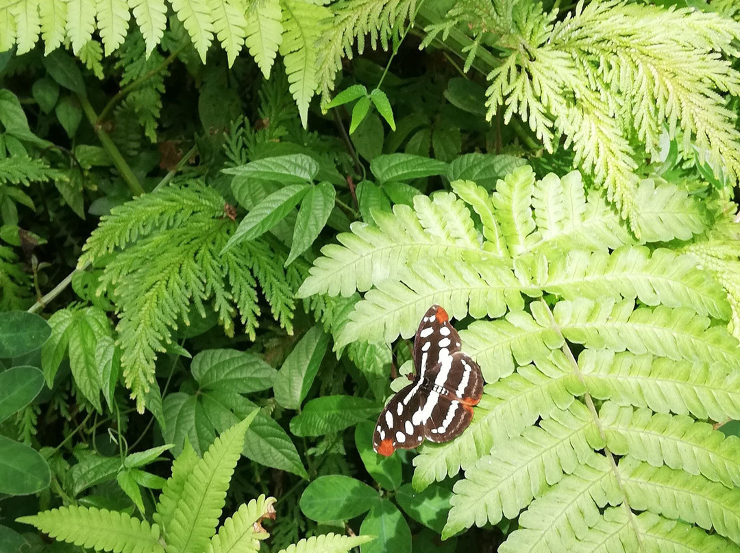 Amaranta Mariposario-佩雷拉必去景点