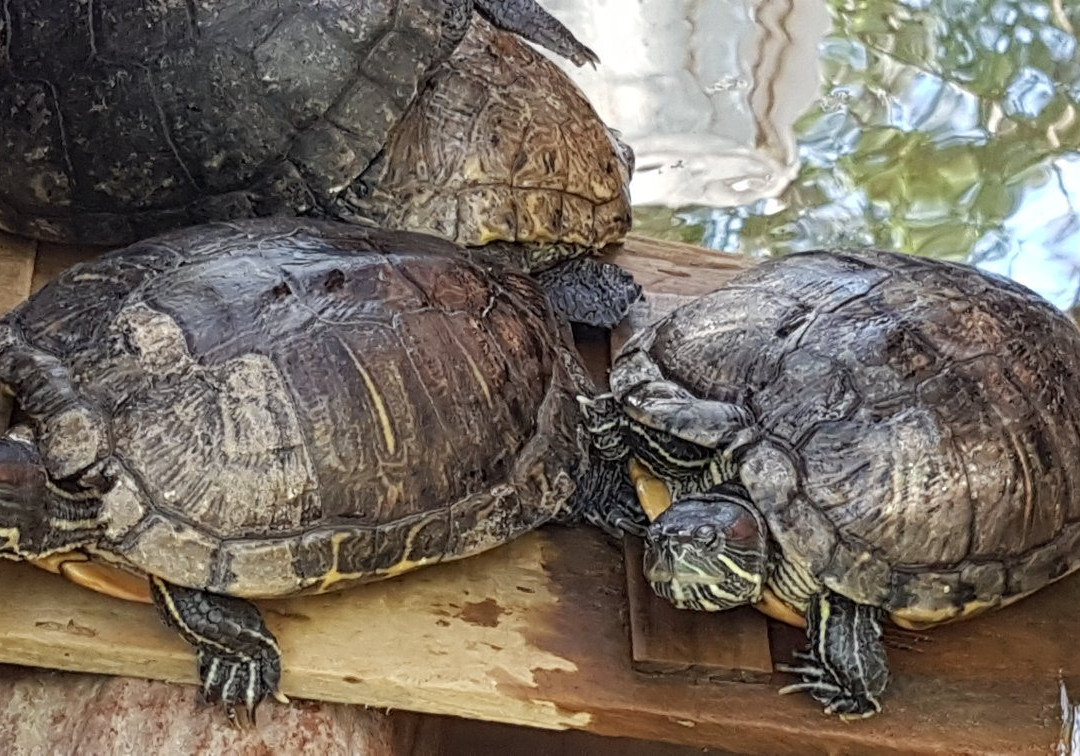 Centro Mexicano de la Tortuga景点图片