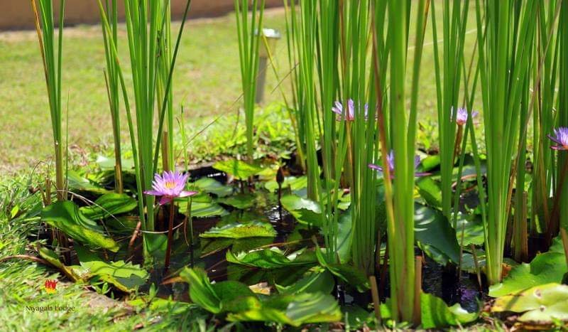 Niyagala Lodge-官方