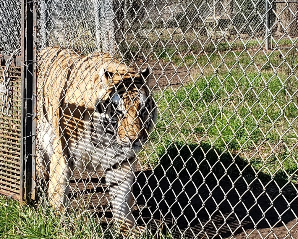Carolina Tiger Rescue-Pittsboro必去景点