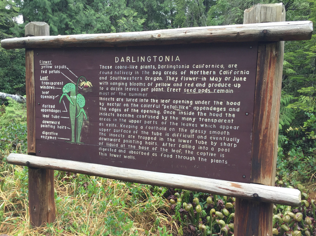 Darlingtonia State Natural Site-弗洛伦斯必去景点