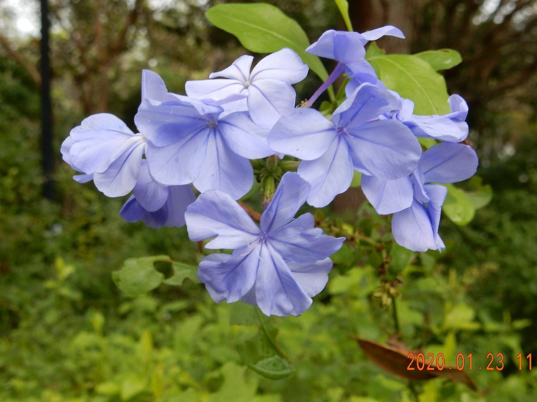 Robert J Huckshorn Arboretum-朱庇特必去景点