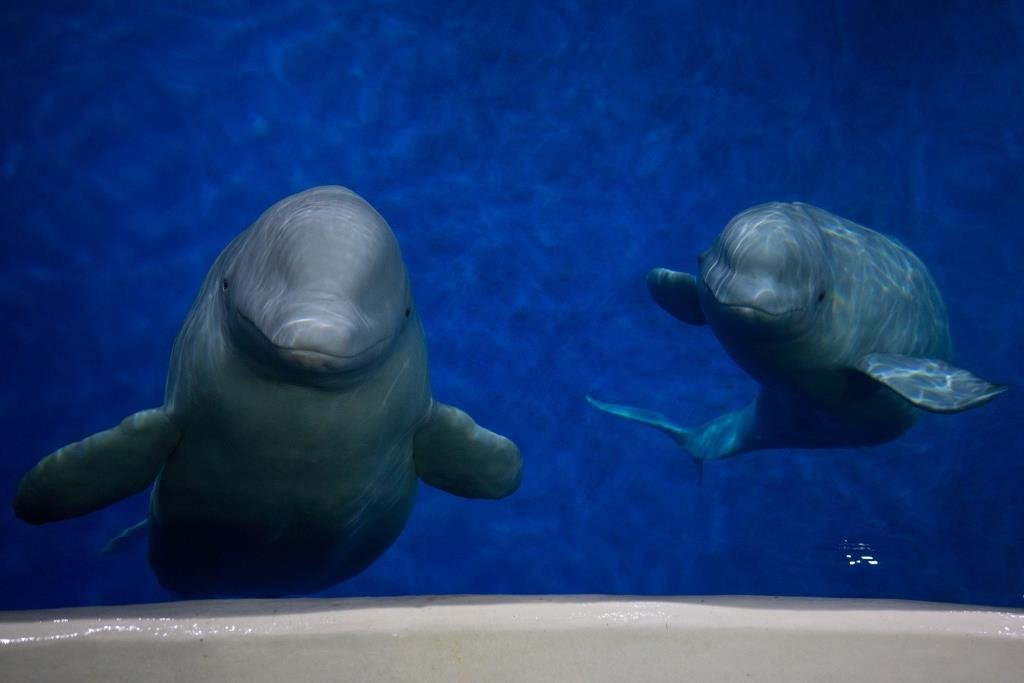 SEA LIFE Trust Beluga Whale Sanctuary景点图片