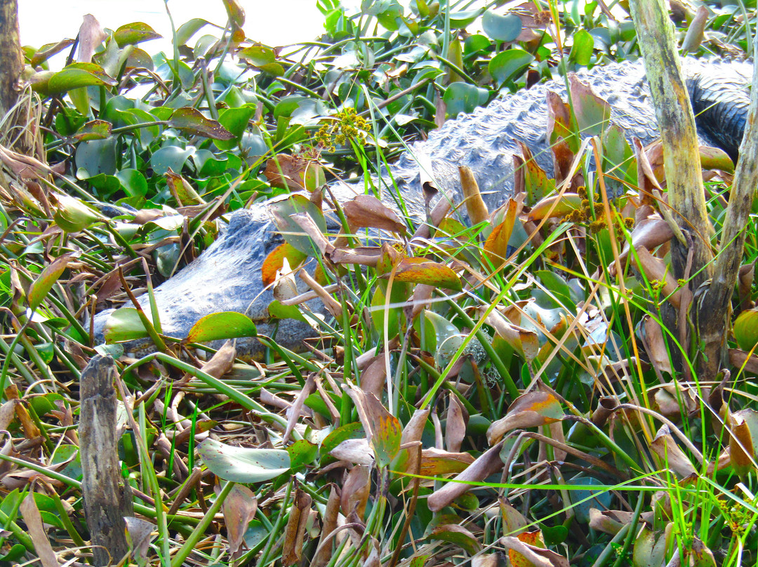 La Chua Trail-盖恩斯维尔必去景点