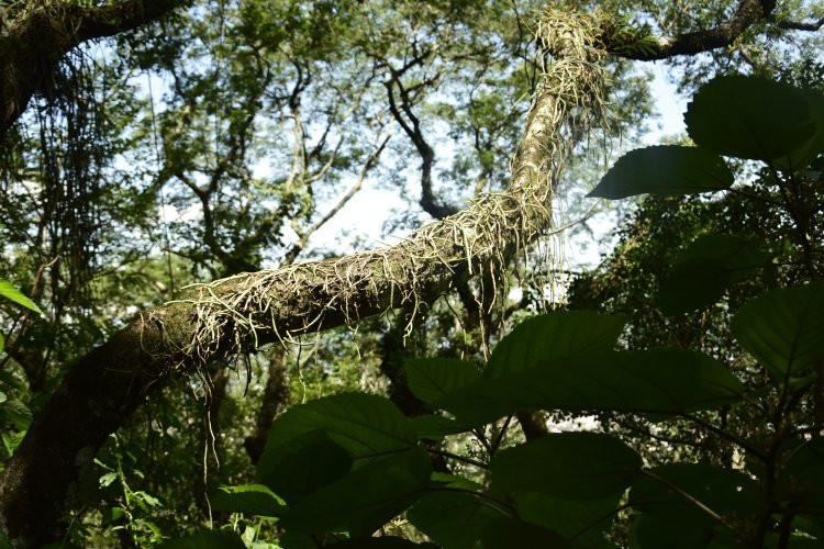 Municipal Botanical Park Baron Carlos Maria Schuel景点图片