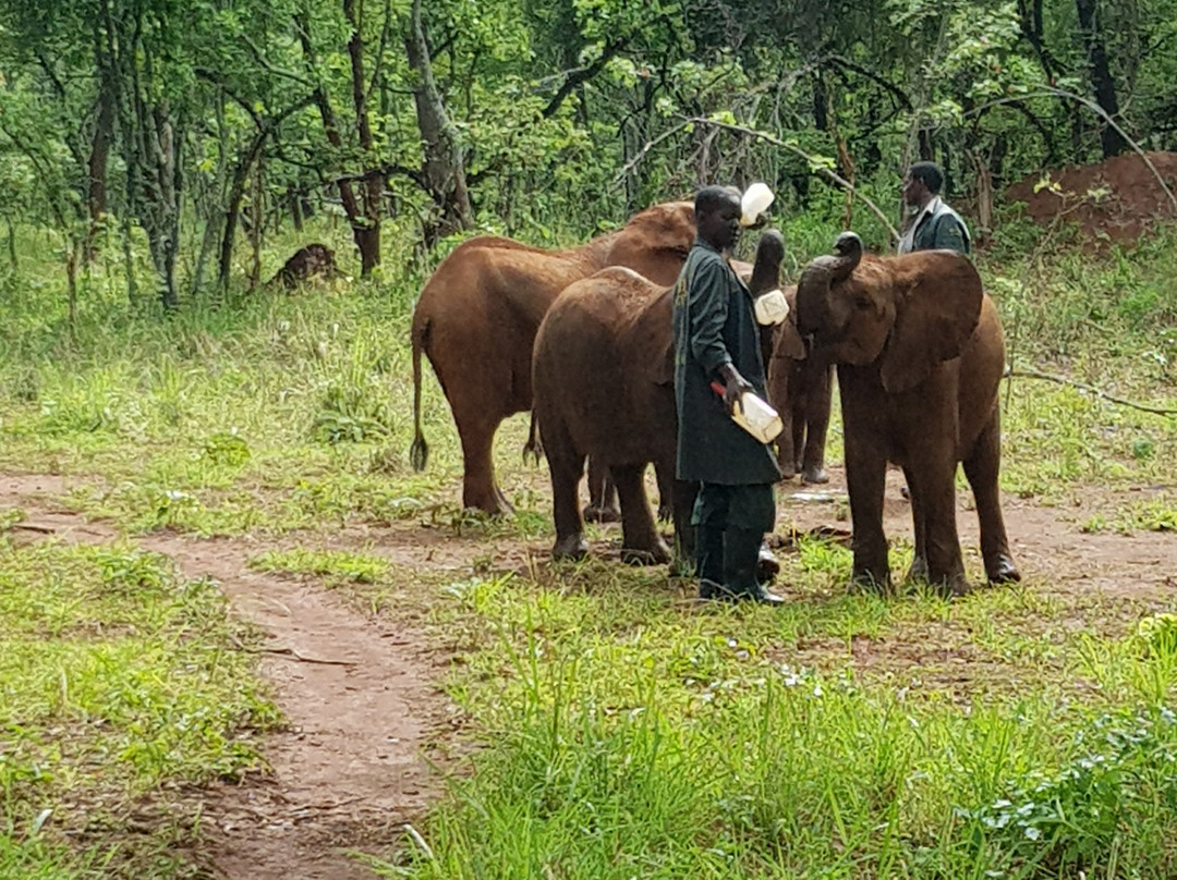 Lilayi Elephant Nursery-卢萨卡必去景点