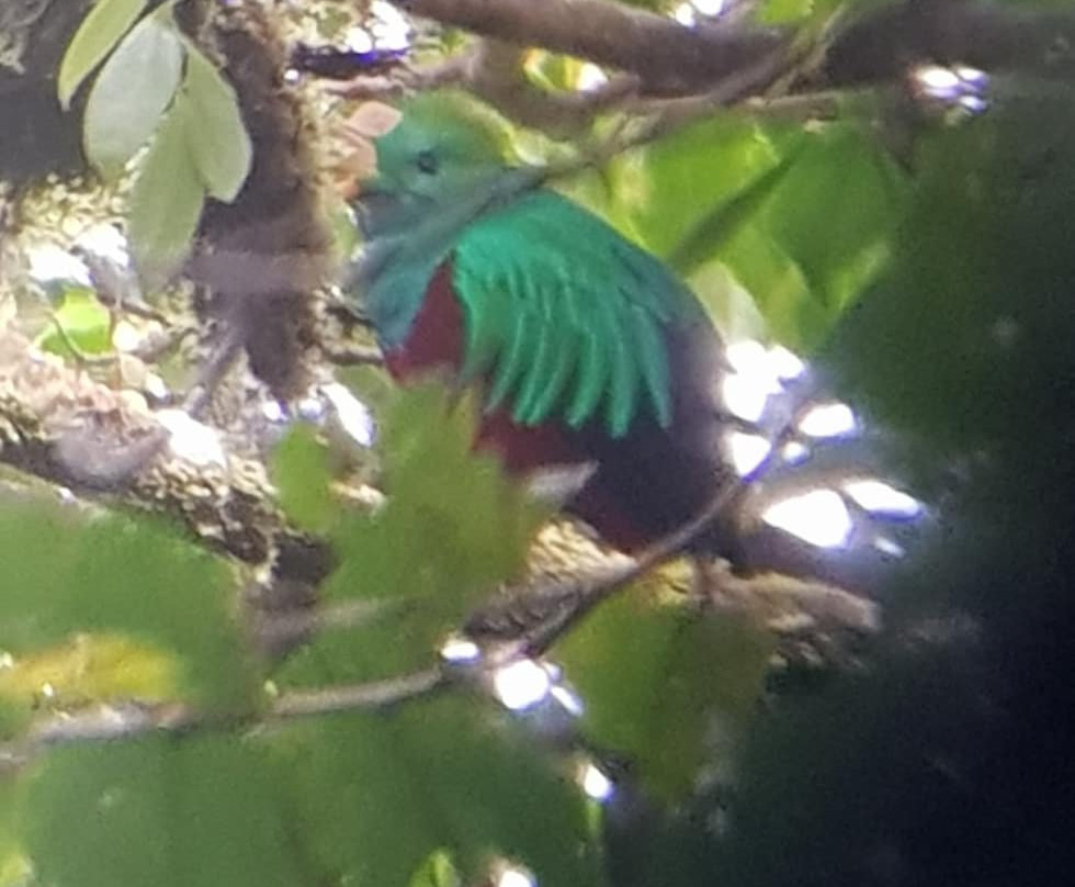 Monteverde Morning Walk景点图片