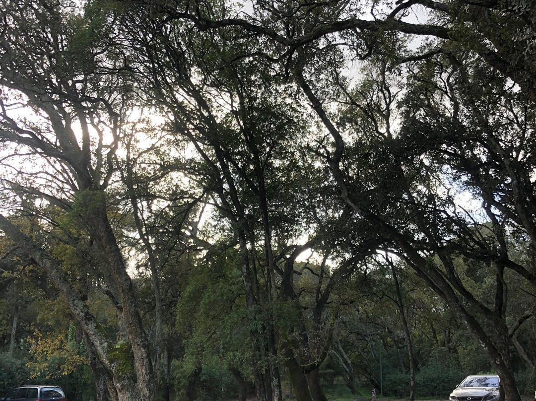 Parque Florestal De Monsanto-里斯本必去景点