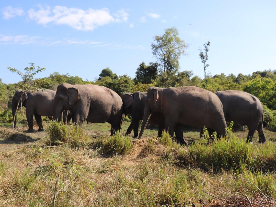 Kulen Elephant Forest景点图片