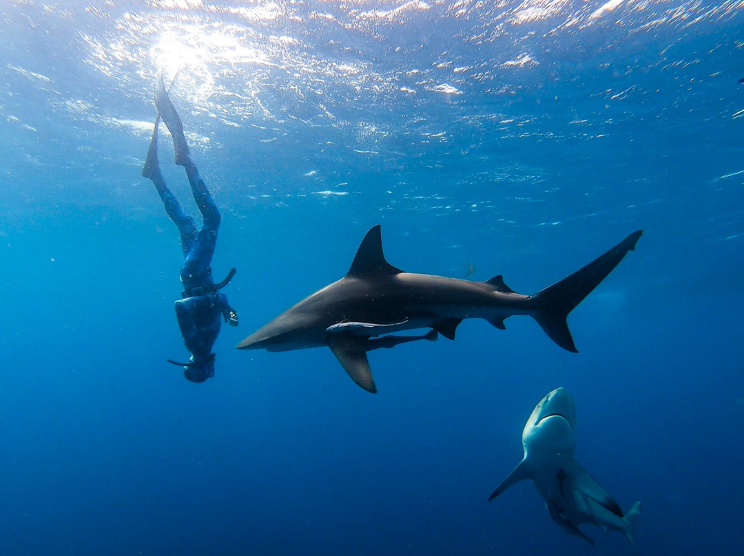 Wetu Safaris-Umkomaas必去景点