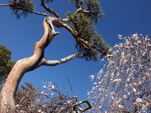 Furoen-甲府市必去景点