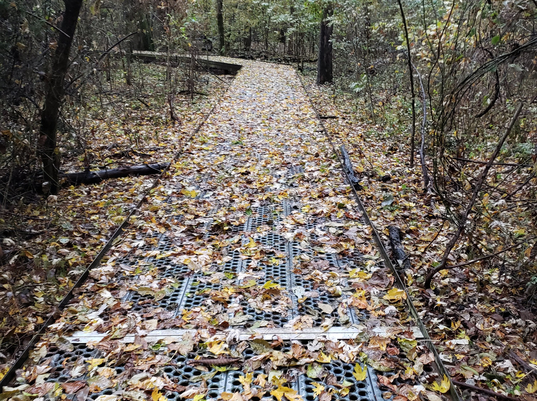 Big Oak Tree State Park-East Prairie必去景点