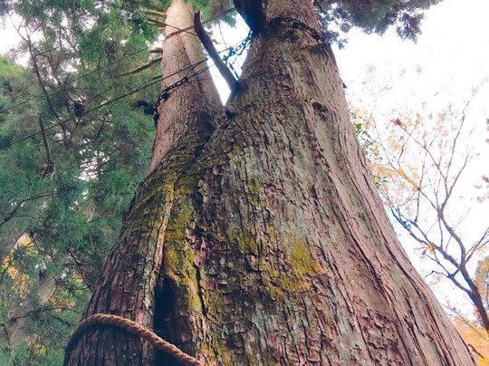 Aotama Shrine-多可町必去景点
