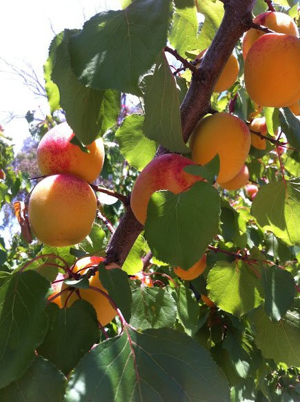 Ballinaclash Fruit & Wine-Young必去景点