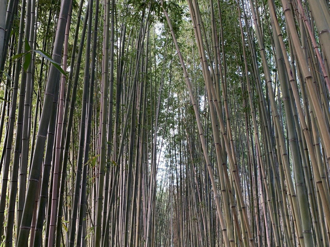 Takenomichi-向日市必去景点